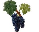 Le Carignan | Lost in Wine