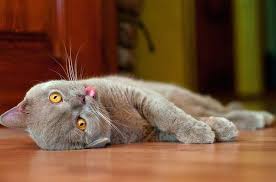 images?q=tbn:ANd9GcSMthFa5foxBpGAuEns0IE