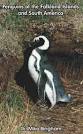 Penguins: Humboldt Penguins - Spheniscus humboldti