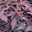 <b>Ipomoea batatas</b> 'Blackie'