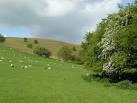 This shows the improvement made by fertilization to the pasture closer to - via Daymix