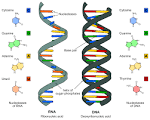 File:Difference <b>DNA</b> RNA-EN.svg