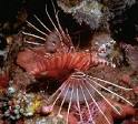 Introduction to the Actinopterygii