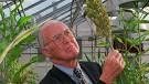 Nobel Peace Prize winner Borlaug dies at 95 - World - CBC News - borlaug-norman-cp-7308158