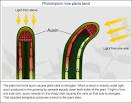 How plants move › Bernie's Basics (ABC Science)