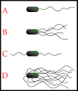 Molecular "