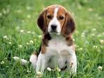 Wallpapers of animals Full HD Part 1. - Socialphy