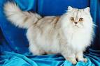 The Persian Cat Breed   The Grumpy Charmer The Persian Cat Breed