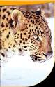 AMURLEOPARD.