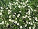 Plant and Flower
