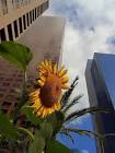 Downtown Los Angeles - via Daymix