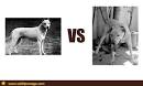 English White Terrier vs Gull Terr | Flickr - Photo Sharing!