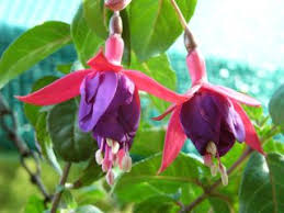 Fuchsia Gilles Piron 01. Gillian Athea 01. Bild: J. Heltzel