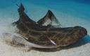 Atlantic sharks face extinction due to overfishing and shark ...