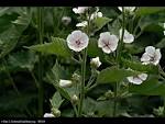 Marsh Mallow, <i><b>Althaea</b>