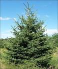 Chester County PA Evergreen Trees > Popular Evergreen Trees.