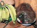 Striking the Balance Between Public Health and Wildlife ...