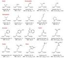 Building Blocks of Life: Amino Acids