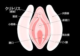 クリトリス　アップ|外陰部の構造。クリトリスの構造。女性の生殖器。処女膜 ...