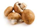 Pennsylvania Mushroom CSA