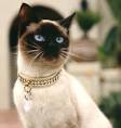 Siamese Cats Breed - Cat Information &amp; Pictures