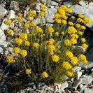 IMORTELLE / EVERLASTING: Helichrysum Italicum | body &amp; mind balance
