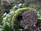 research has now indicated that it may strengthen the immune system and - via Daymix