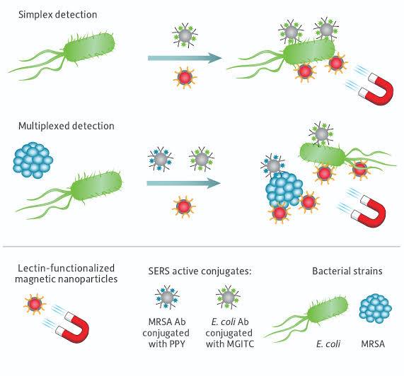 Multiplexed Bacteria Identification with SERS