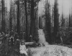 The Slender Man ��� Creepypasta Wiki