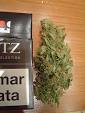 Cannabis cultivation - Wikipedia, the free encyclopedia