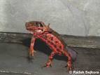BioLib - Image - Cynops pyrrhogaster (Japanese Fire Belly Newt)