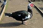 Eastern lake, in Birkenhead Park. Canada Geese &amp; Mallards, in the main. - via Daymix
