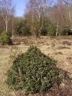 of the most energy-rich food sources for large herbivores in the Forest. - via Daymix