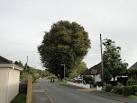 The great Caucasian Elm in - via Daymix