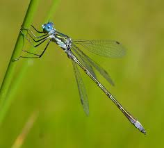 Attēlu rezultāti vaicājumam “Lestes dryas male”