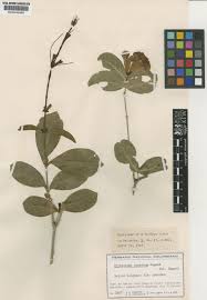 Image result for "Bignonia cuneata"
