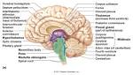 ch. 13 <b>Diencephalon</b>, Brain Stem, Medulla Oblongata