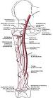 <b>Femoral artery</b> and branches in
