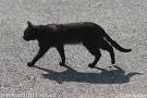 Felis silvestris, f. catus Pictures, Felis silvestris, f. catus ...