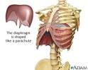 the <b>diaphragm</b> lines the bottom