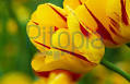 Gelbe tulpe (Ulrich Menges) - lizenzfrei (royalty free). Zur Prüfung der Qualität ins Bild zoomen. Bild in den Leuchtkasten legen. Layoutbild herunterladen
