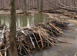 images?q=tbn:ANd9GcSPQZ-USKRmSet6d3K3DSvDt4zsDaHYDYF_3QFEQNGmwyjuWmfX&t=1