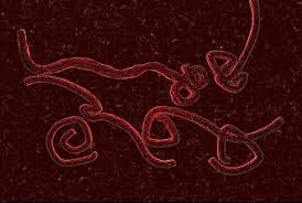 14 Dead In Uganda <b>Ebola</b> Outbreak - Health News - redOrbit