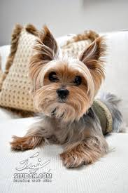 Bildergebnis für ‫سگ واقی وکربه واقی‬‎