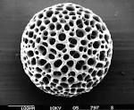 File:Actinomma-antarctica hg.jpg - Wikipedia, the free encyclopedia