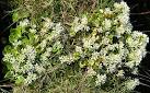 The adjective officinalis points to it having a medicinal use, - via Daymix