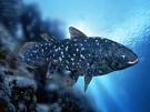Coelacanths, Coelacanth Pictures, Coelacanth Facts - National ...