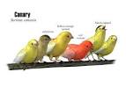 Canary - SongbirdReMixWiki