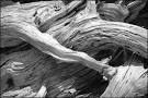 something works: driftwood