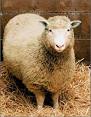 Dolly was world's hello to cloning's possibilities - USATODAY.